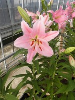 [1809 Emani No02.JPG]